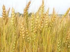 Bangladesh đấu thầu mua 50.000 tấn lúa mì